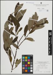 Foto von Salix atrocinerea Brot.